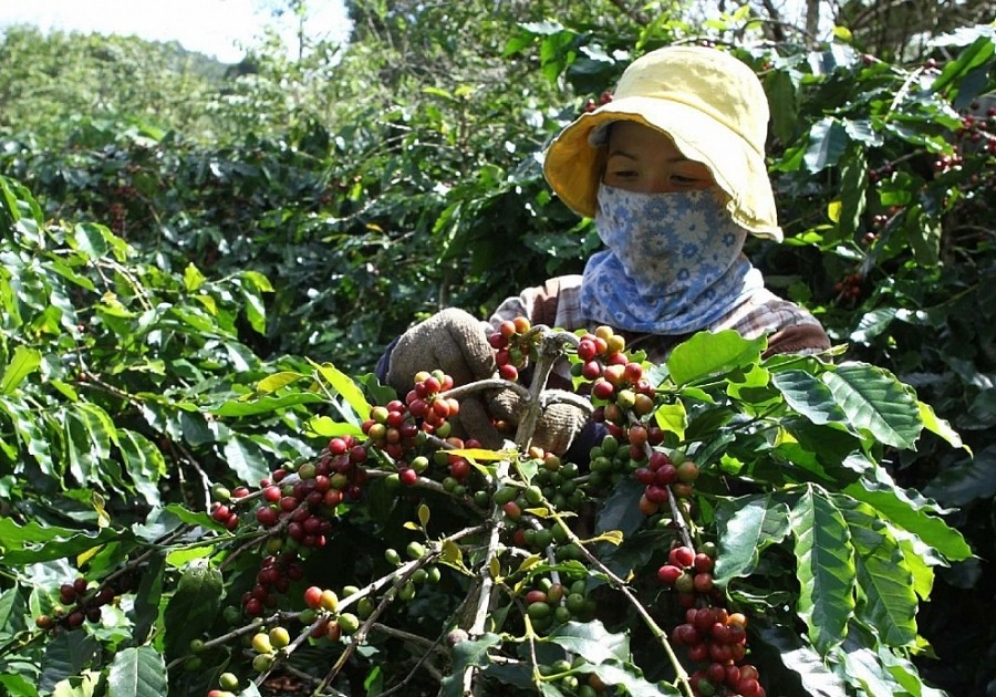 Giải pháp thúc đẩy xuất khẩu cà phê bền vững